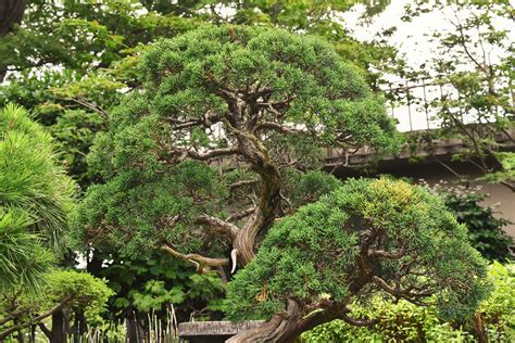 植栽 種類|庭木図鑑 植木ペディア